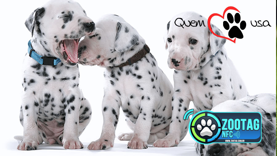 Ciminos Informática