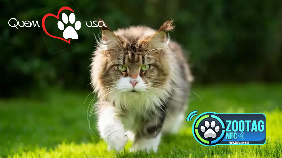 Ciminos Informática