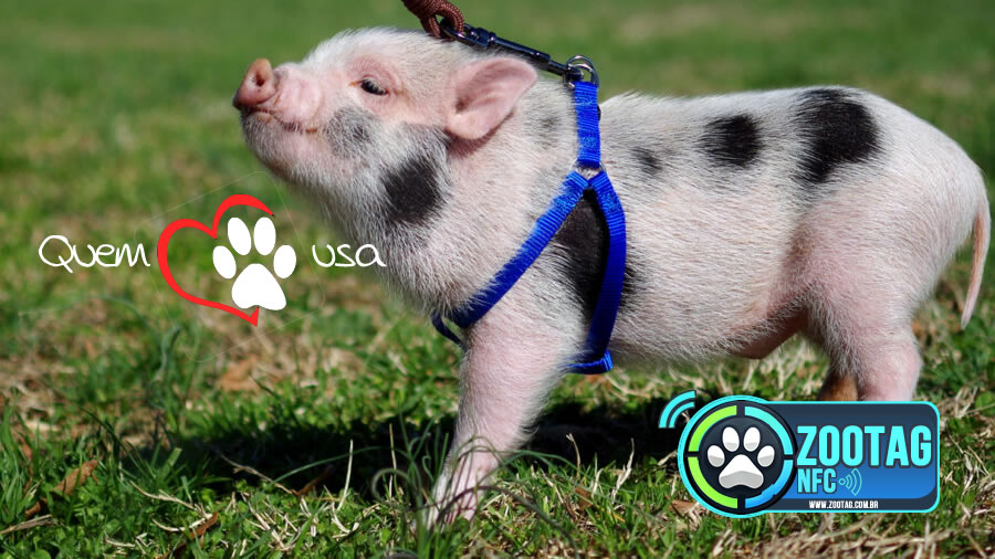 Ciminos Informática